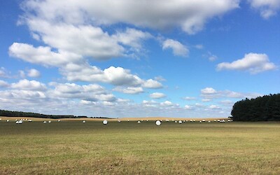 Wheat fields of Mecklenberg (submitted by Janie7)