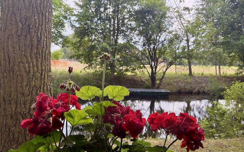 From my room in Zehednick (submitted by Robin Jones)
