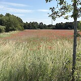 There were hundreds of thousands of poppies along the route (photo by Robin Jones)