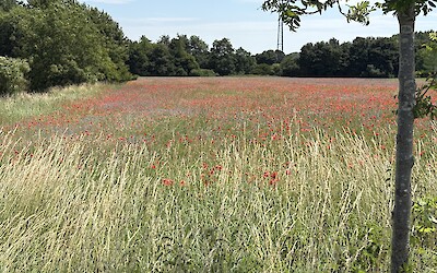 There were hundreds of thousands of poppies along the route (submitted by Robin Jones)