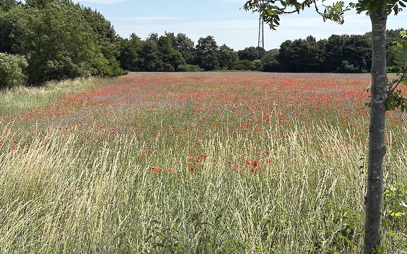 There were hundreds of thousands of poppies along the route (submitted by Robin Jones)