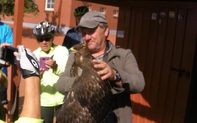 This particular Eurasian Sparrowhawk was banded and then released when we arrived. (submitted by MarcieB)