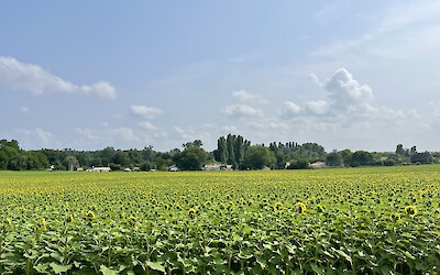 Cycling alongside fields of sunflowers (submitted by Ronan Gardiner)