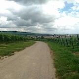 Day 5: Riding through a vineyard between Obernai and Strasbourg (photo by Heather)
