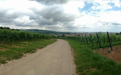 Day 5: Riding through a vineyard between Obernai and Strasbourg (submitted by Heather)