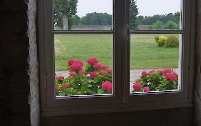Flowers by a window at a wineary (submitted by Dave22)