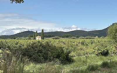 Vineyards and hills. (submitted by Anne Stanek)
