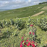 Vineyards near Hautvilliers (photo by Robyn Larkin)