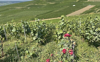 Vineyards near Hautvilliers (submitted by Robyn Larkin)