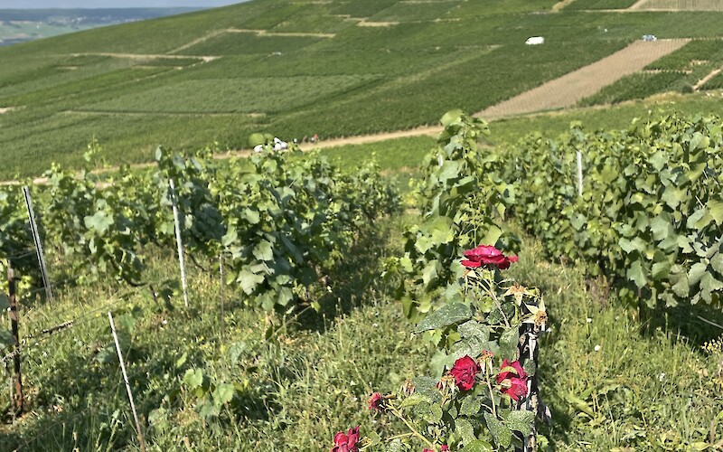 Vineyards near Hautvilliers (submitted by Robyn Larkin)