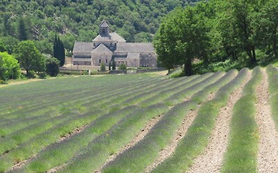 Lavender at Senanaque Monastry (submitted by Stepbro)