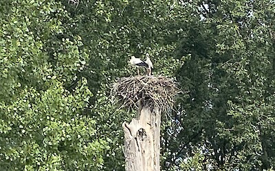 (submitted by Tom Schulte)