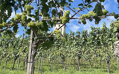 (submitted by Tom Schulte)