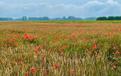 Wild flowers everywhere along the trail. (submitted by mrank)