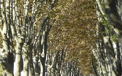 Riding under the shelter of Provence Plane trees. (submitted by mountainbroad)