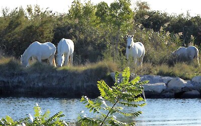 Taking in the beauty of the Carmargue! (submitted by mountainbroad)