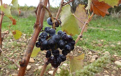 Grape vines and fine times! (submitted by mountainbroad)