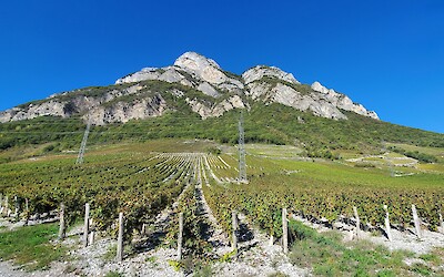 We enjoyed biking through the vineyards and stopping at a local vineyard for a glad of wine. (submitted by Tonja clark)