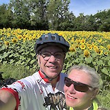 Sunflowers in July in Vions (photo by Kelly Seither)