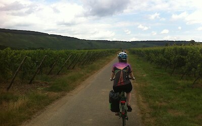 Biking through vineyards on the first day of riding (submitted by Jenny P)