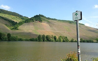 Vineyards line the valley as far as the eye can see! The green bike signs let you know you're still on the right track. (submitted by Natalie123)