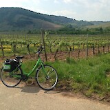 The bike path sometimes diverts away from the Mosel for a haunt through lush vineyards like these. (photo by Natalie123)