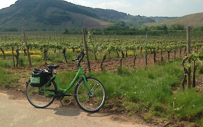 The bike path sometimes diverts away from the Mosel for a haunt through lush vineyards like these. (submitted by Natalie123)
