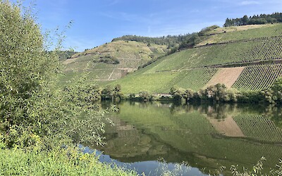 Grape vines everywhere. (submitted by Jacquelyn Burles)