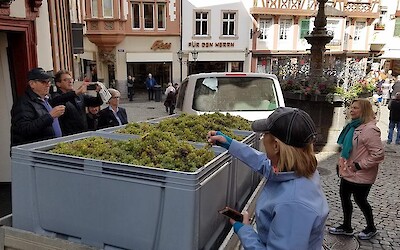 Fresh picked grapes (submitted by BroncoFan)