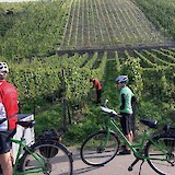 2 Hundreds of steep vineyards line the hillsides of the Mosel (photo by Pedalann)