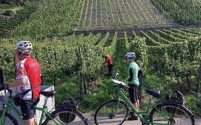 2 Hundreds of steep vineyards line the hillsides of the Mosel (submitted by Pedalann)
