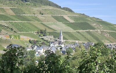 A patchwork of vineyards (submitted by Jane Fletcher)