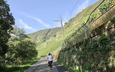 Riding along vineyards (submitted by Jane Fletcher)