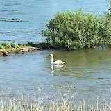 Mute swan on the Rhine (photo by Martin)