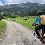 Lots of cows! (photo by Jan M)