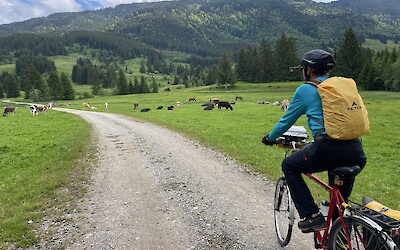 Lots of cows! (submitted by Jan M)