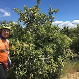 A strong wonderful memory will be the fragrance of oranges as we cycled through the orchards. (photo by Pedalann)