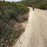 We rode through the mountains on very quiet roads, lined with wildflowers. (photo by Pedalann)