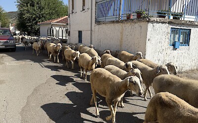 (submitted by Marcia Schattauer)