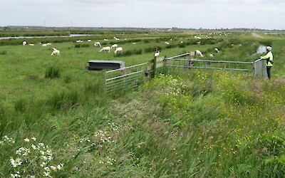 3 We enjoyed the pastoral scenes of sheep, grazing the grassy polders. (submitted by Pedalann)