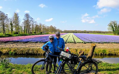 Tulip, daffodil and hyacinth fields (submitted by Julane)