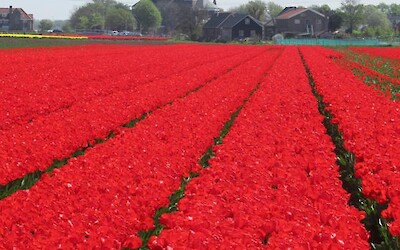 Color was unbelievable! (submitted by Jan53)