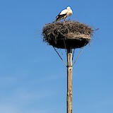 White stork nest along the route (photo by Rachel Swerdlow)
