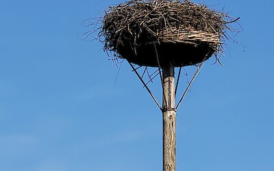White stork nest along the route (submitted by Rachel Swerdlow)