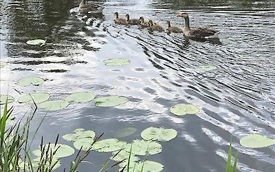 Photo 2 (submitted by Deb1505)