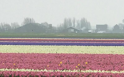 Hyacinths (submitted by Patti_ME)