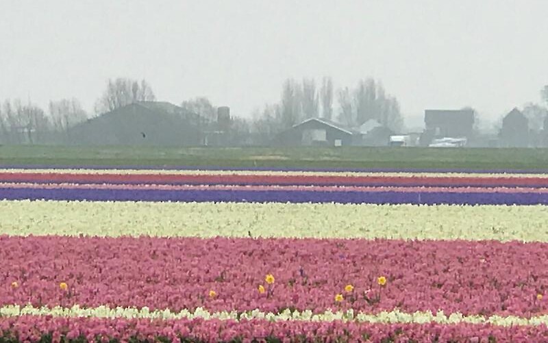 Stripes of tulips in a Dutch bulb field, photographed by a traveler