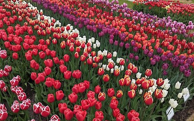 Early May tulips were still blooming! (submitted by MarcieB)