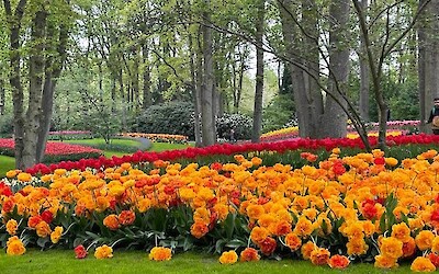 The magic of the Keukenhof Gardens, Lisse, Netherlands... (submitted by MarcieB)