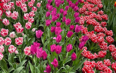 (submitted by Russ Deuell)